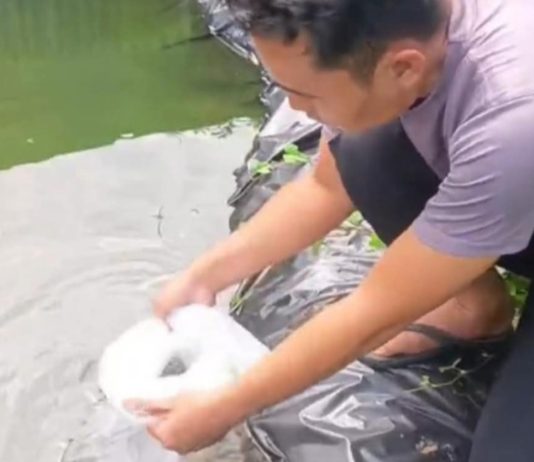 Dukung Ketahanan Pangan, Polsek Kasui Sebar Ratusan Benih Ikan Nila